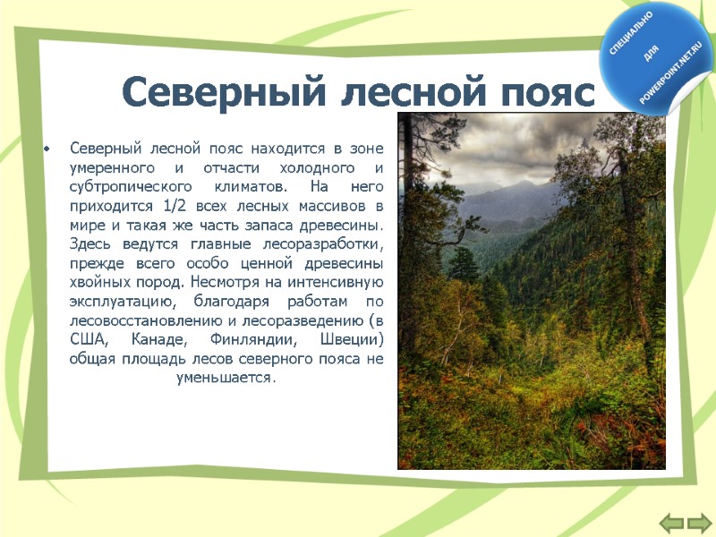Северный лесной пояс  Северный лесной пояс находится в зоне умеренного и отчасти холодного